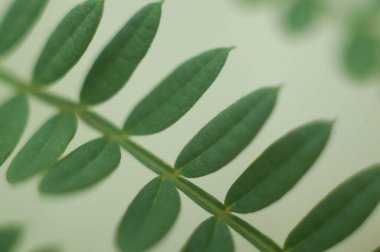 Seçici odaklı yaprak fotoğrafçılığı.