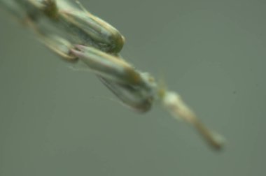 needle plant with selective focus outdoor background