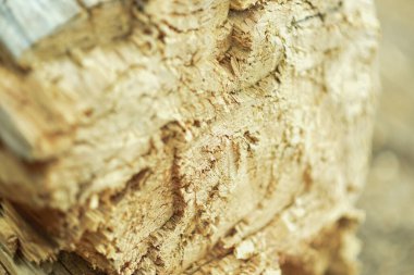 Ağaç deseni seçici odak noktası