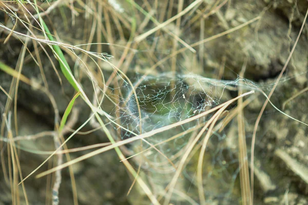 Web Grass Selective Focus — 图库照片