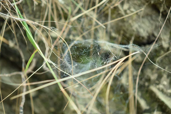 Web Grass Selective Focus — 스톡 사진