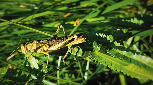 Munching Una Foglia — Foto Stock