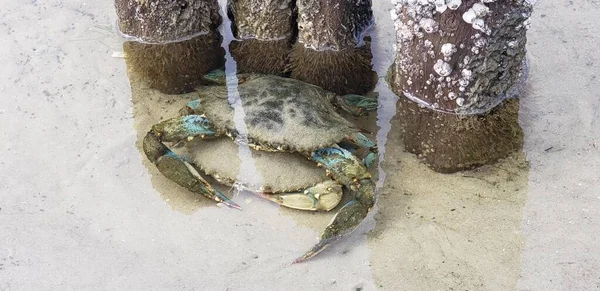 Protecting His Blue Crab — Stock Photo, Image