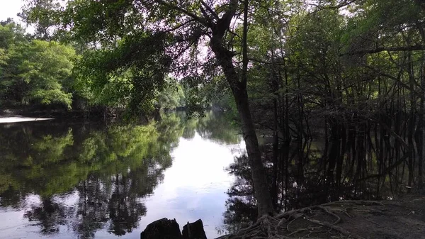 Beau Paysage Avec Arbres Feuillage Vert — Photo