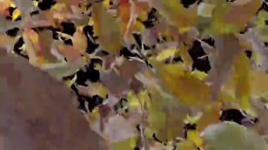 Sonbahar Rüzgarında Kuru Yaprak Uçuşu Geçişi. Sonbahar sarısı ve altın sarısı kuru yapraklar rüzgar geçişinde düşer ve uçar. Alfa dahil.