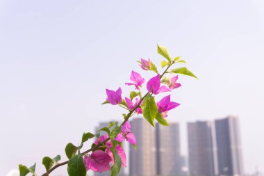 Parktaki güzel çiçek.