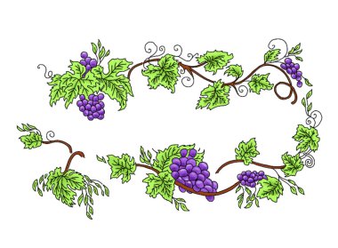 Süs ve arkaplan için Vine Illustration