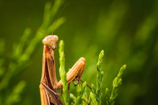 Brun bönsyrsa på träd. Mantis religiosa — Stockfoto