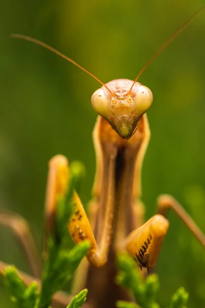 Brun bönsyrsa på träd. Mantis religiosa — Stockfoto