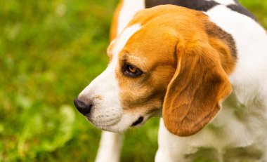 Beagle dog üç renkli portrelerin açık havada sergilenmesi