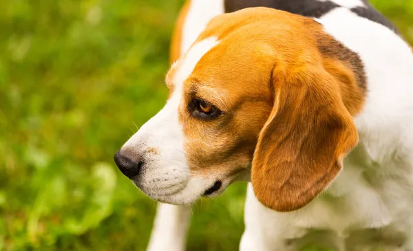 Pies Beagle na zewnątrz portret rasy trójbarwnej — Zdjęcie stockowe