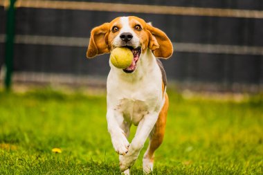 Beagle köpeği renkli oyuncaklarla kameraya doğru koşuyor..