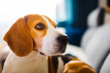 Genç kahverengi köpek kanepede uyuyor - sevimli hayvan fotoğrafçılığı.