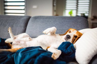 Genç kahverengi köpek kanepede uyuyor - sevimli hayvan fotoğrafçılığı.