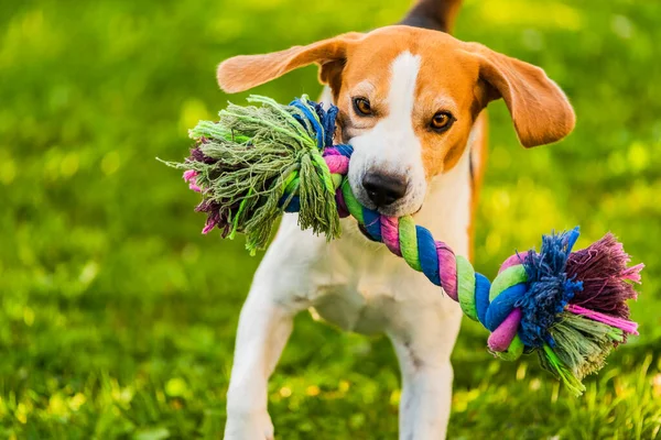 Beagle-Hund rennt mit buntem Spielzeug auf Kamera zu. Stockbild