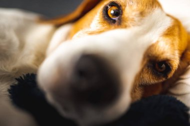 Genç kahverengi köpek kanepede uyuyor - sevimli hayvan fotoğrafçılığı.