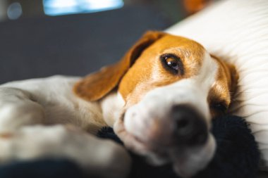 Genç kahverengi köpek kanepede uyuyor - sevimli hayvan fotoğrafçılığı.
