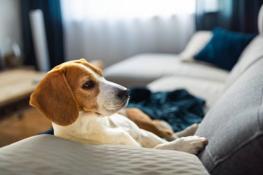 Genç kahverengi köpek kanepede uyuyor - sevimli hayvan fotoğrafçılığı.