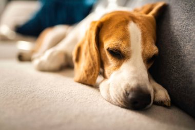 Genç kahverengi köpek kanepede uyuyor - sevimli hayvan fotoğrafçılığı.