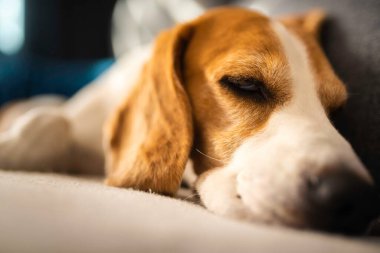 Genç kahverengi köpek kanepede uyuyor - sevimli hayvan fotoğrafçılığı.