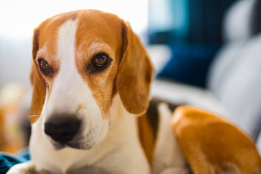 Genç kahverengi köpek kanepede uyuyor - sevimli hayvan fotoğrafçılığı.