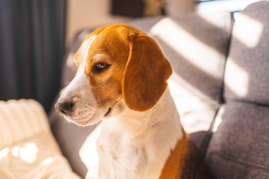 Üç renkli av köpeği Aydınlık odada kanepede