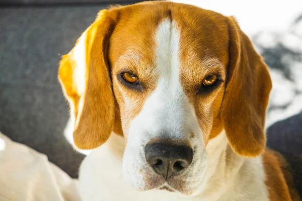 Trójkolorowy beagle Dorosły pies na kanapie w jasnym pokoju — Zdjęcie stockowe