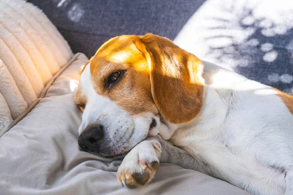 Tricolor Beagle Erwachsener Hund auf Sofa im hellen Zimmer — Stockfoto
