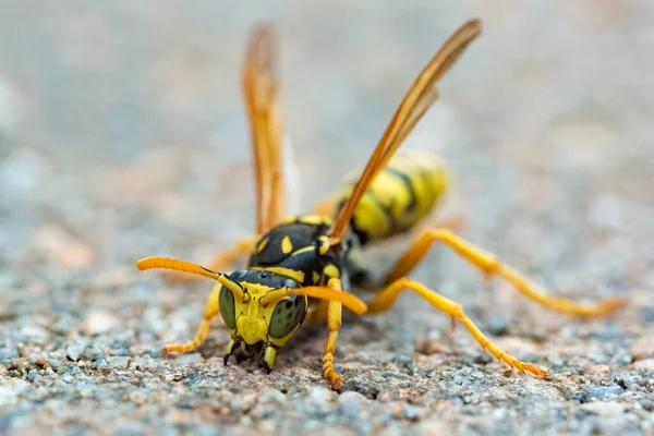 Wespe. Große Wespe. Gefährliche Fliege. lizenzfreie Stockfotos