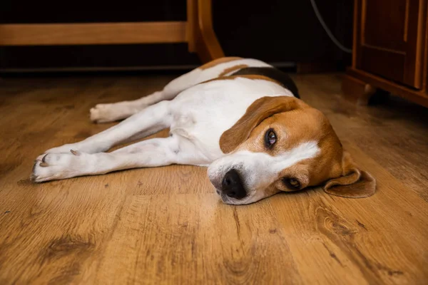 Beagle Dog Adulto acostado en el suelo de madera en casa — Foto de Stock