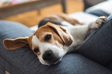 Erkek tazı köpeği evde kanepede uyuyor..