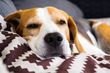 Üç renkli av köpeği Aydınlık odada kanepede