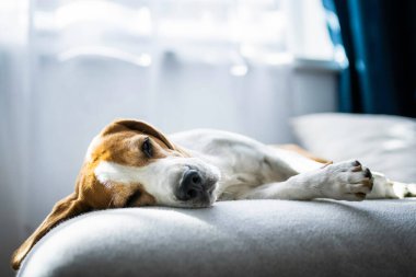 Erkek tazı köpeği evde kanepede uyuyor..