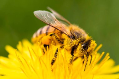 Detail closeup of honeybee, Apis Mellifera, european, western honey bee covered in yellow pollen.