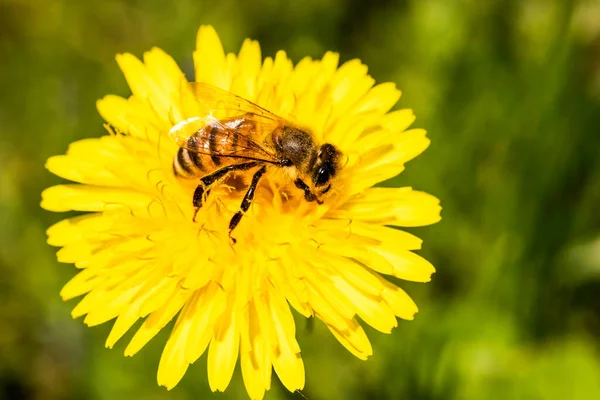 Detail closeup of honeybee, Apis Mellifera, european, western honey bee covered in yellow pollen. Stockfoto