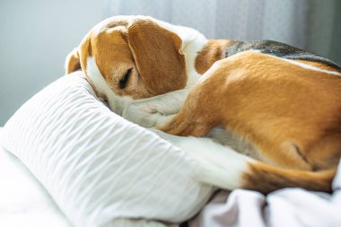 Adult male beagle dog sleeping on pillows. Shallow depth of field.