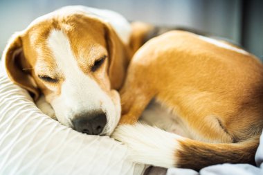 Yetişkin erkek av köpeği yastıkların üzerinde uyuyor. Sığ alan derinliği.