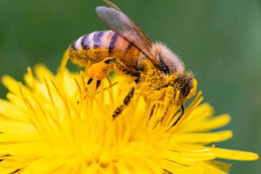Bal arısı, Apis Mellifera, Avrupai, Batı bal arısı sarı polenle kaplanmış..