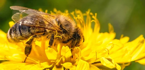Detail closeup of honeybee, Apis Mellifera, european, western honey bee covered in yellow pollen. — Stock fotografie