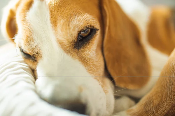 Der Erwachsene Beagle Rüde Schläft Auf Seinem Kopfkissen Geringe Schärfentiefe — Stockfoto