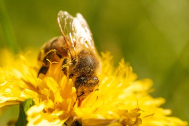 Bal arısı, Apis Mellifera, Avrupai, Batı bal arısı sarı polenle kaplanmış..