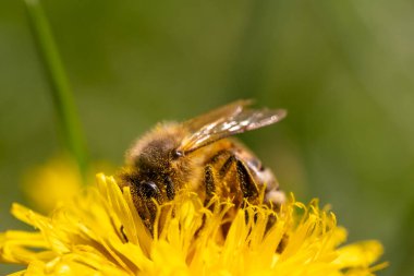 Bal arısı, Apis Mellifera, Avrupai, Batı bal arısı sarı polenle kaplanmış..