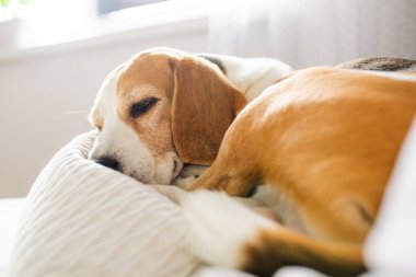 Adult male beagle dog sleeping on pillows. Shallow depth of field.