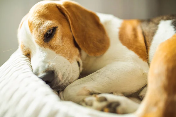 Adult male beagle dog sleeping on pillows. Shallow depth of field. —  Fotos de Stock