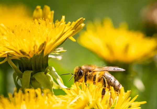 Detalhe close-up de abelha, Apis Mellifera, europeu, abelha mel ocidental coberto de pólen amarelo. — Fotografia de Stock