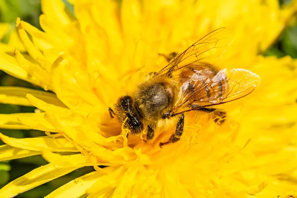 Detail closeup of honeybee, Apis Mellifera, european, western honey bee covered in yellow pollen. — Stock fotografie