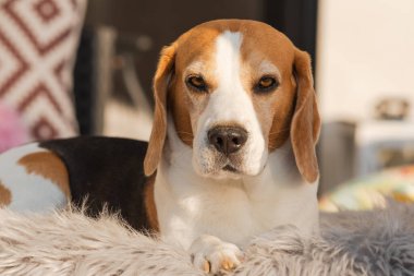 Bahçedeki kanepede yatan sevimli av köpeği.