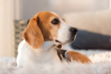 Bahçedeki kanepede yatan sevimli av köpeği.