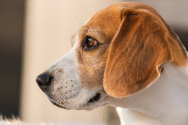 Bahçedeki kanepede yatan sevimli av köpeği.