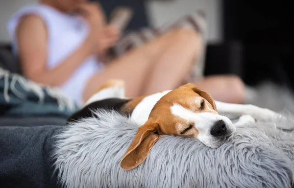 Portret van volwassen mannelijke beagle hond slapen buiten — Stockfoto